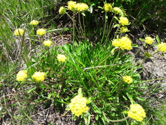 Eriogonum flavum