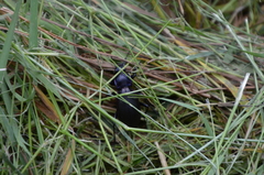 Carabus purpurascens