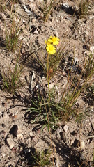 Senecio brigalowensis