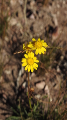 Senecio brigalowensis