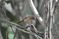 Ramphocaenus melanurus