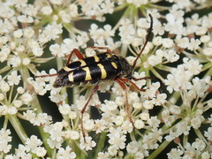 Typocerus sparsus