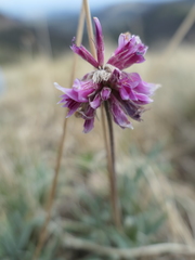 Trifolium attenuatum