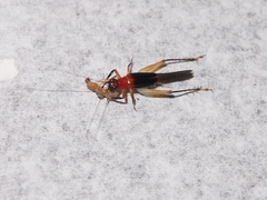 Homoeoxipha lycoides