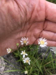 Solidago ptarmicoides