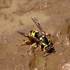 Vespula atropilosa
