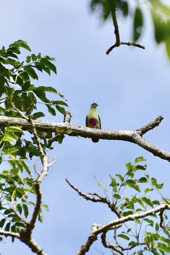 Ptilinopus greyi