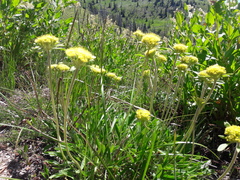 Eriogonum flavum