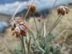 Trifolium attenuatum