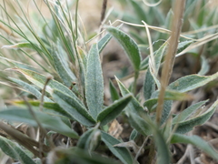 Trifolium attenuatum
