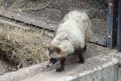 Nyctereutes viverrinus