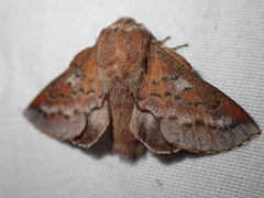 Lasiocampoidea