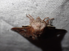 Lasiocampoidea