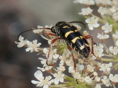 Typocerus sparsus