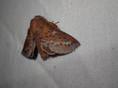 Lasiocampoidea