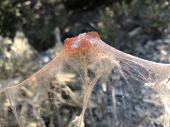 Tetranychus lintearius