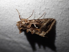 Autographa sansoni