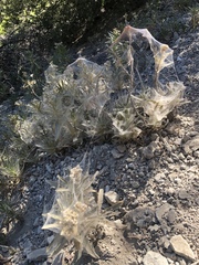 Tetranychus lintearius