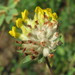 Common Kidney-Vetch - Photo (c) Andreas Rockstein, some rights reserved (CC BY-SA)