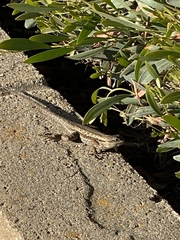 Sceloporus occidentalis
