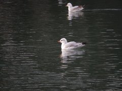 Chroicocephalus ridibundus
