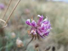 Trifolium attenuatum