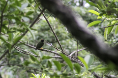 Chiroxiphia linearis