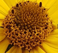 Heliopsis buphthalmoides