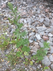 Artemisia vulgaris