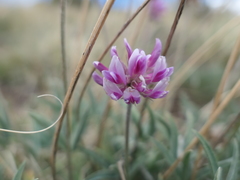 Trifolium attenuatum