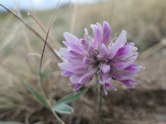 Trifolium attenuatum