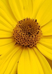 Heliopsis buphthalmoides