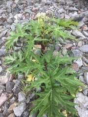 Heracleum mantegazzianum