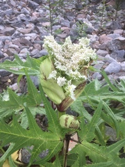 Heracleum mantegazzianum