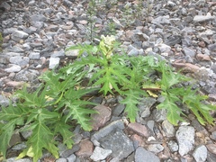 Heracleum mantegazzianum