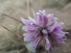 Trifolium attenuatum