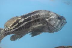 Sebastes trivittatus