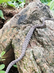 Crotalus stejnegeri
