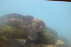 Anarhichas orientalis