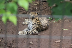 Panthera pardus orientalis