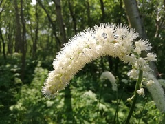 Actaea simplex