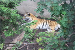 Panthera tigris altaica