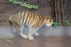 Panthera tigris altaica