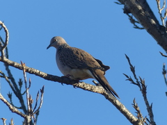 Streptopelia chinensis