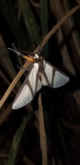 Turuptiana obliqua