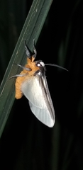 Turuptiana obliqua