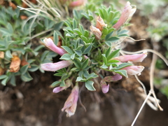 Trifolium nanum