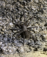 Aphonopelma xwalxwal