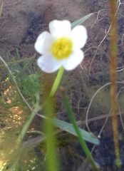 Ranunculus sphaerospermus