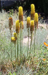 Eremurus stenophyllus